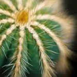 echinocactus_grusonii